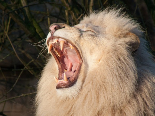 Zomertijd, niet zo fijn voor je&nbsp;brein