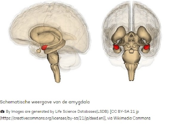 amygdala