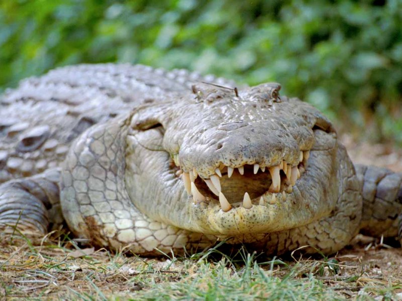 Is alles de schuld van je&nbsp;reptielenbrein?